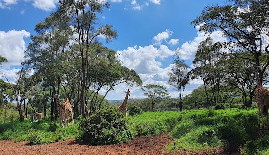 Kenya safari scenery with golden grassland, wildlife, and seasonal travel atmosphere