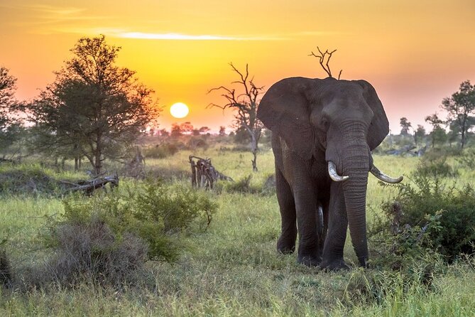 Best time to visit Kruger National Park with safari landscape and wildlife travel atmosphere