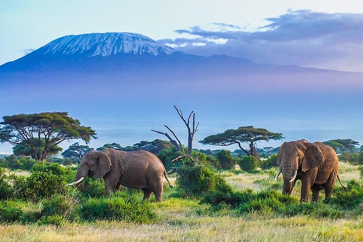 Kenya safari and travel itinerary scene with wildlife, scenic landscape, and premium holiday atmosphere