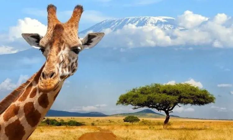 Wildlife landscape in Kenya
