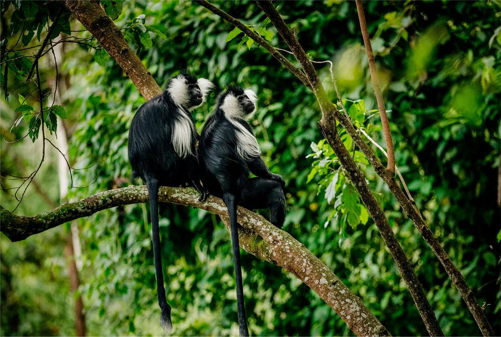 Forest and tea plantation scenery in Kibira National Park Burundi