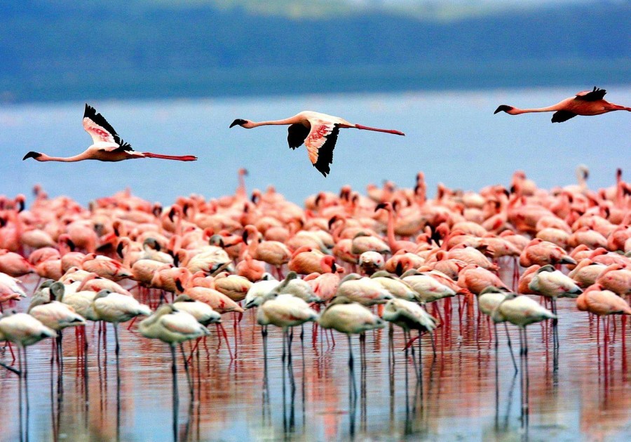 Lake Manyara birdlife