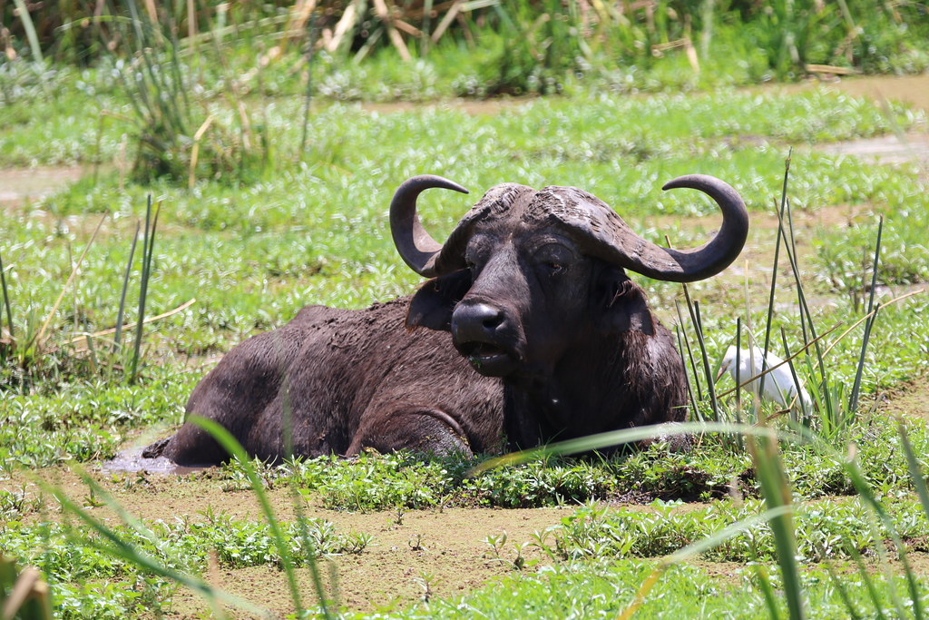 Lake Manyara buffalo
