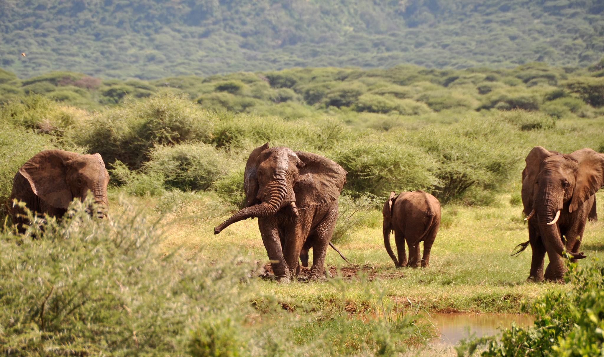Lake Manyara safari moment