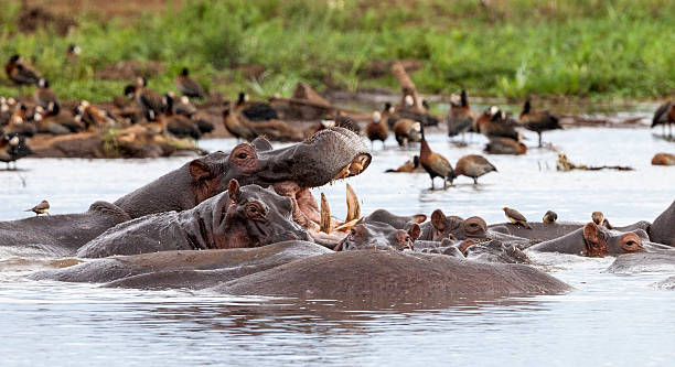 Lake Manyara hippo