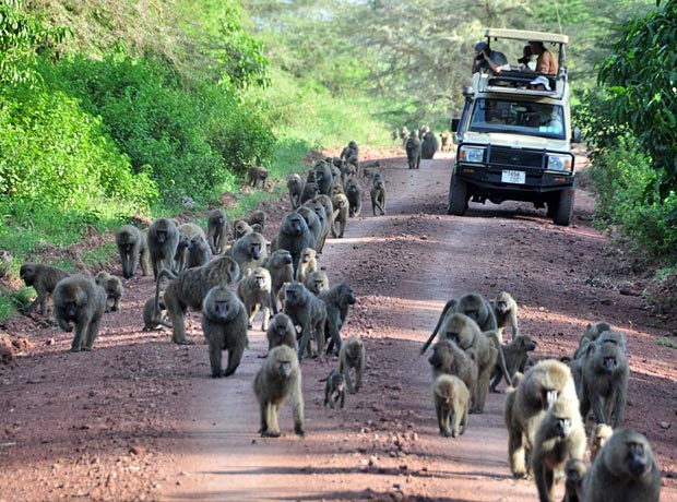 Lake Manyara monkeys
