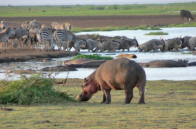 Lake Manyara safari view