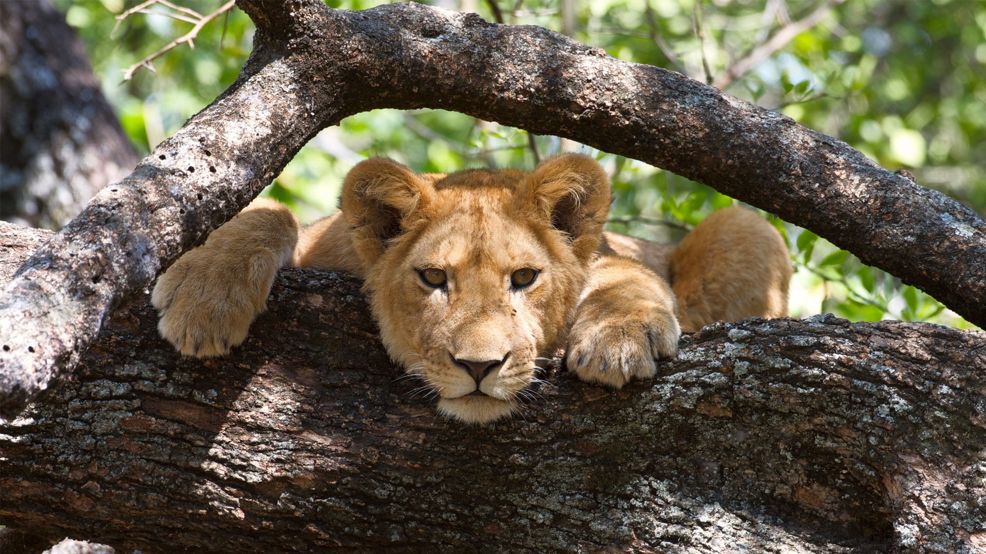 Lake Manyara tree climbing lions