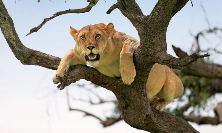 Lake Manyara lions in tree