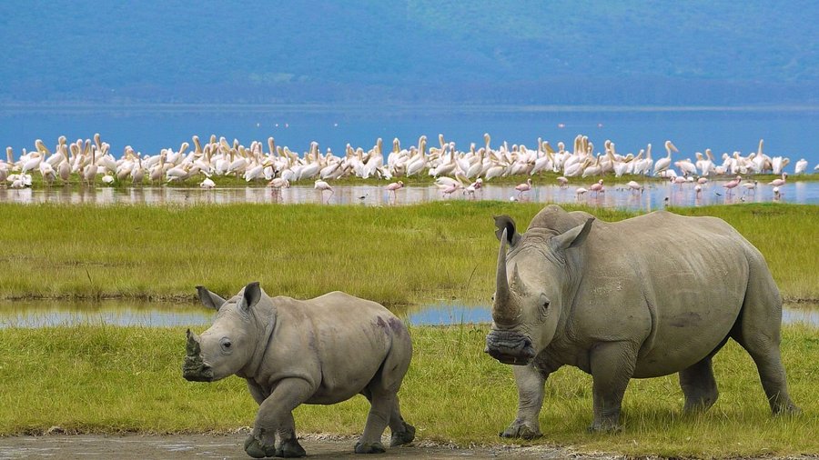 Lake Nakuru National Park safari landscape with wildlife and scenic Kenya lake setting