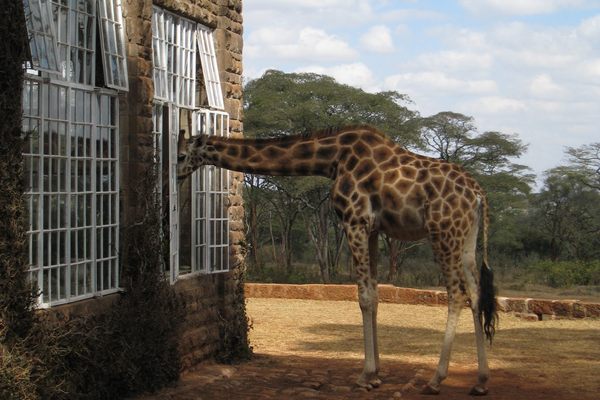 Nairobi city attractions and travel experiences in Kenya