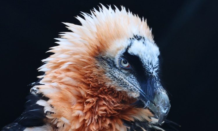 Ngorongoro wildlife