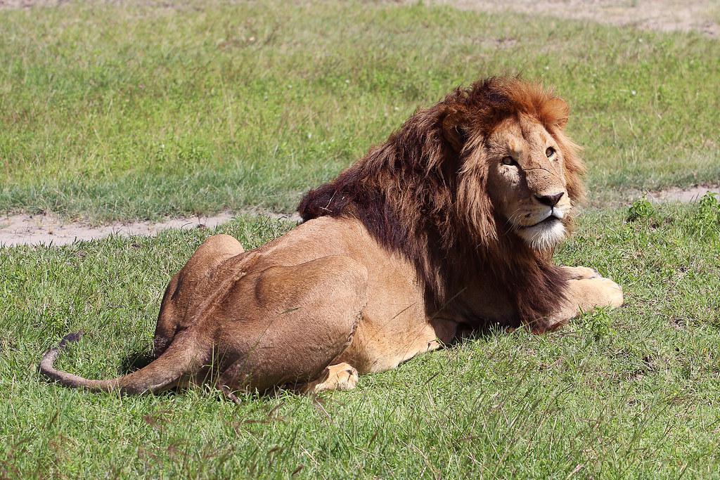 Ngorongoro lion