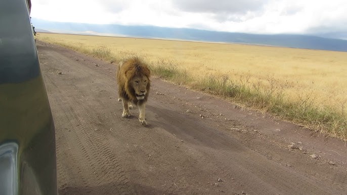 Ngorongoro lion on road