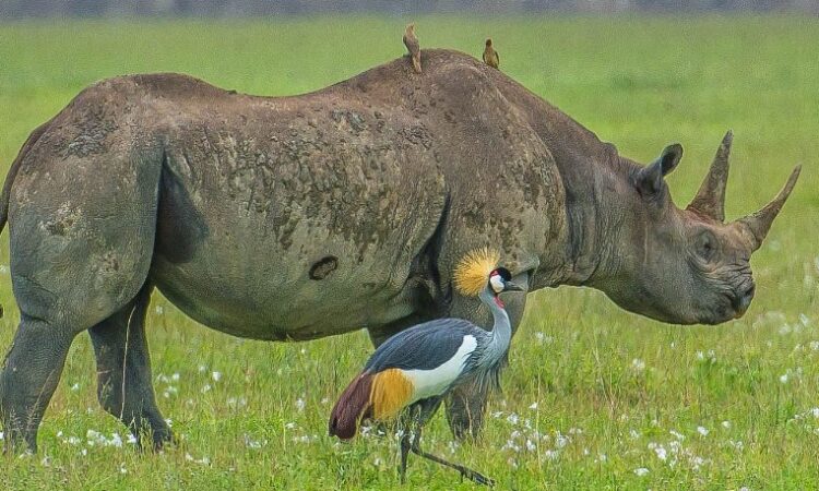Ngorongoro rhino