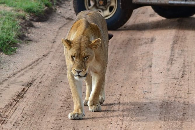 Ngorongoro safari road
