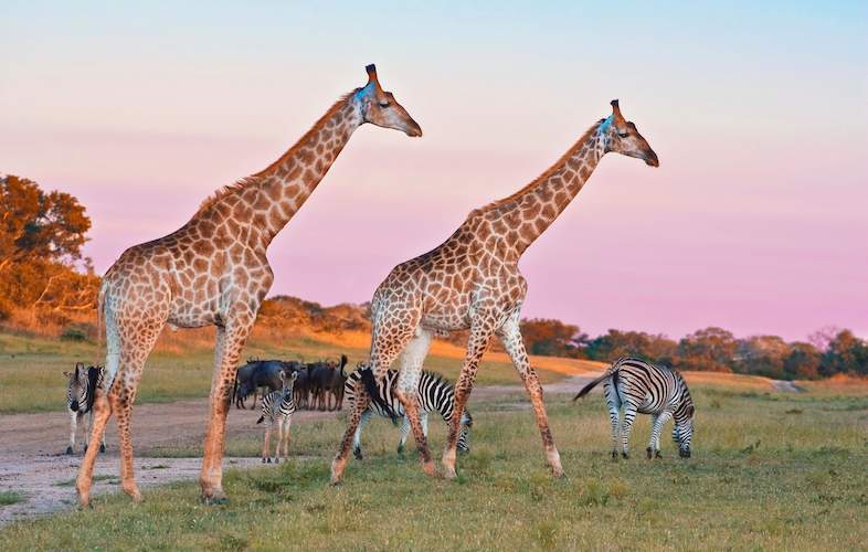 Safari landscape in South Africa