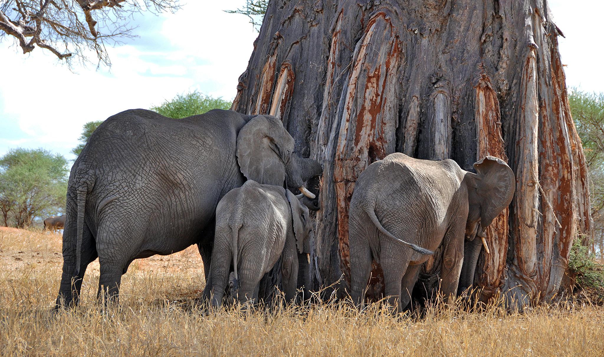 Tarangire elephants and baobab