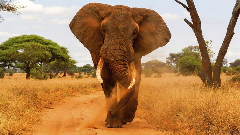 Tarangire elephants