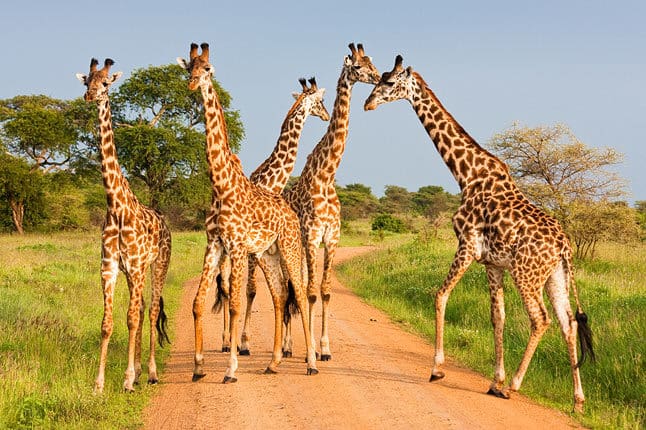 Tarangire giraffe