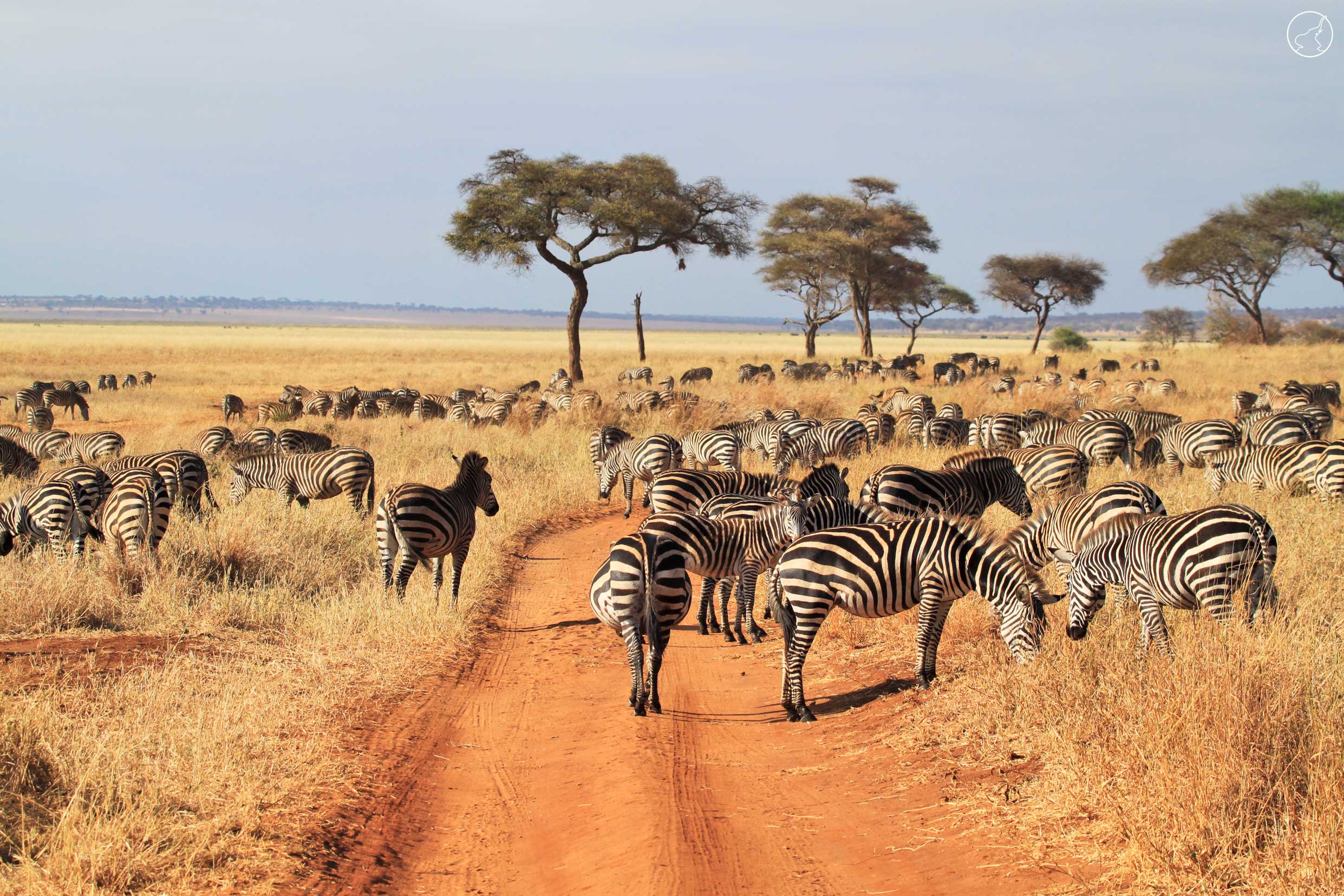 Tarangire zebras