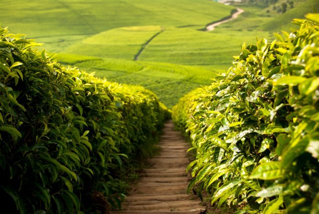 Green tea plantation hills in Teza, Burundi